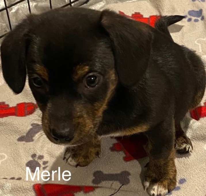 Photo of Merle