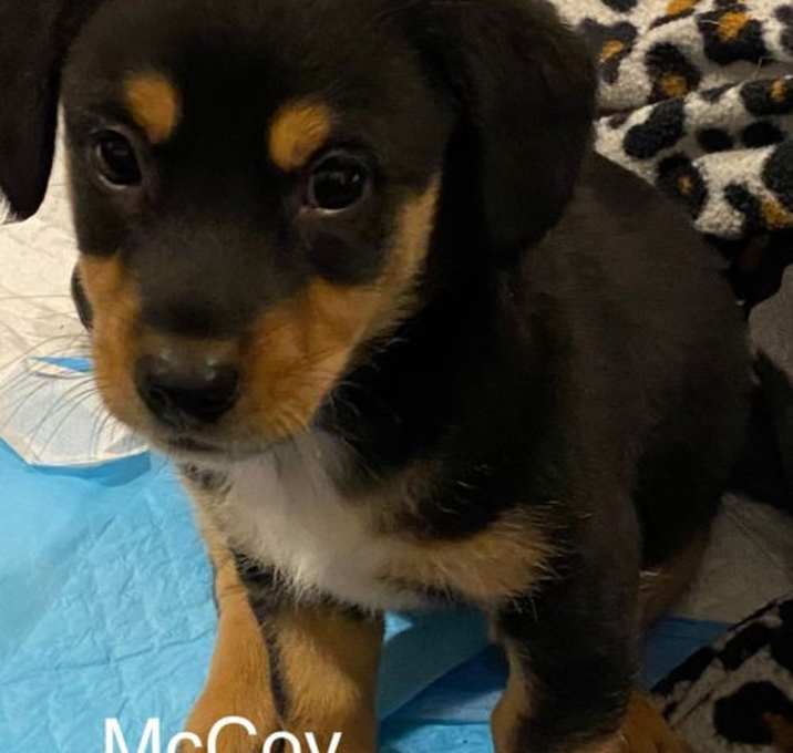 Photo of McCoy