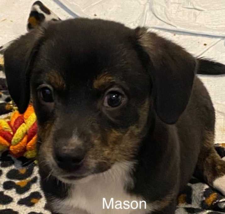 Photo of Mason