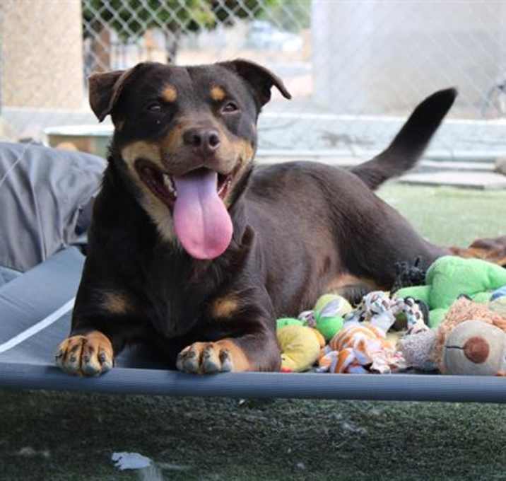 Photo of HUCKLEBERRY