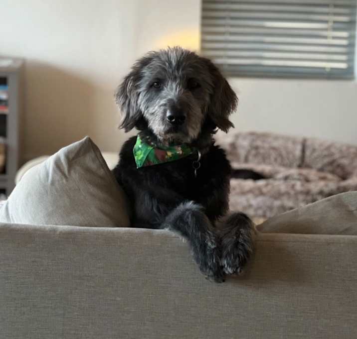 Photo of Milo