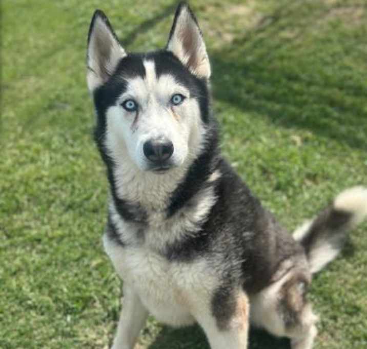 Photo of Woofgang Amadeus