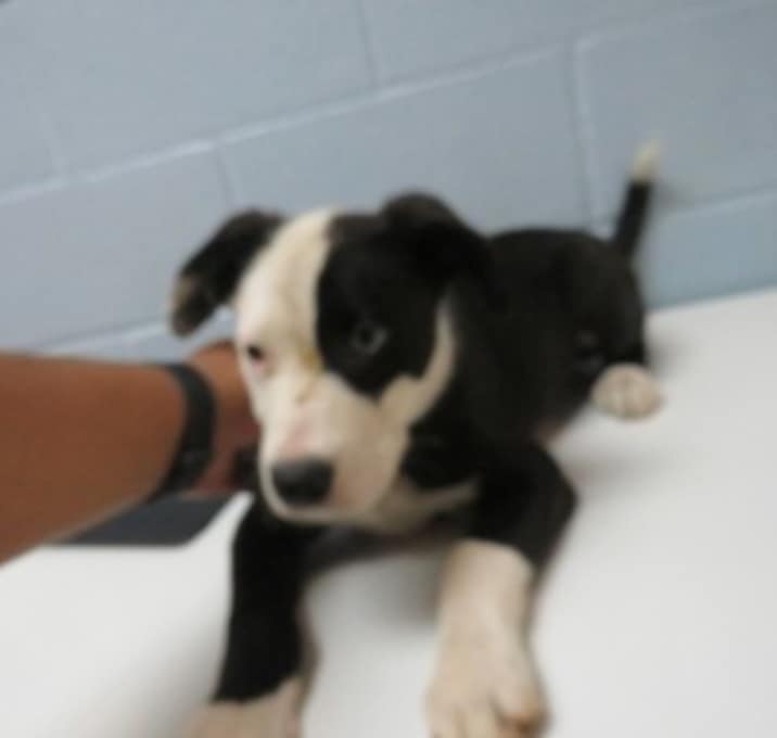 Photo of Adoptable Icee
