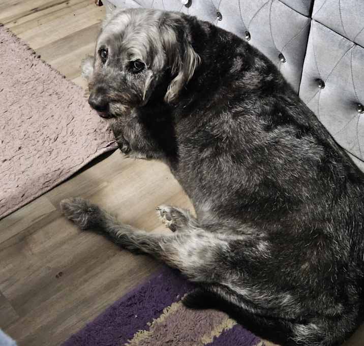 Photo of Shadow