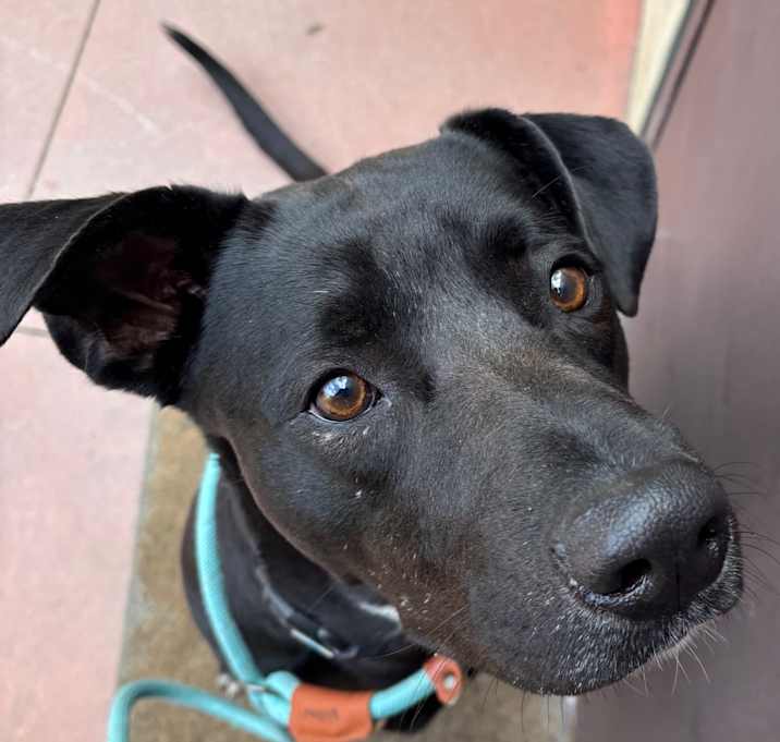 Photo of Fancy A2187067