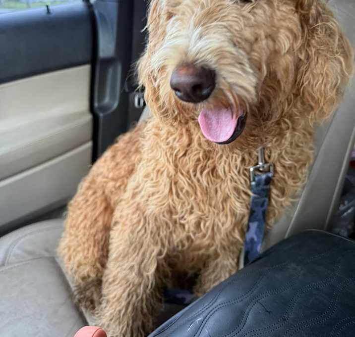 Photo of SADIE PENDING ADO RHODE ISLAND