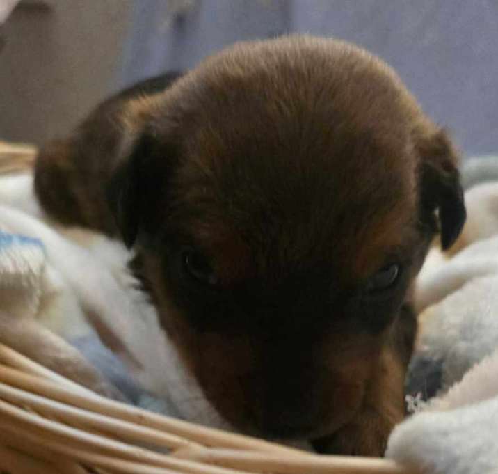 Photo of Sable
