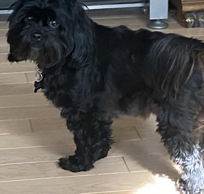 Photo of Mia