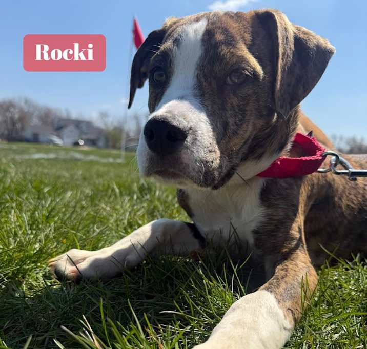 Photo of Rocki