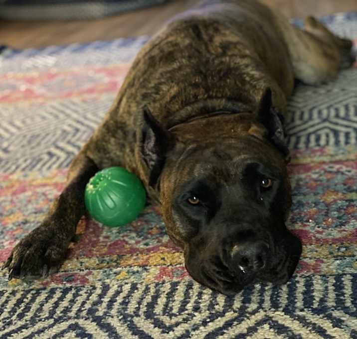 Photo of Kali