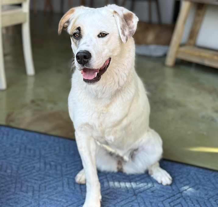 Photo of Layla