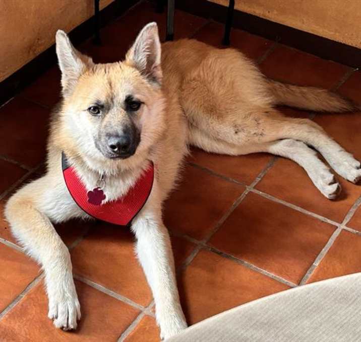 Photo of SPRITE- IN FOSTER