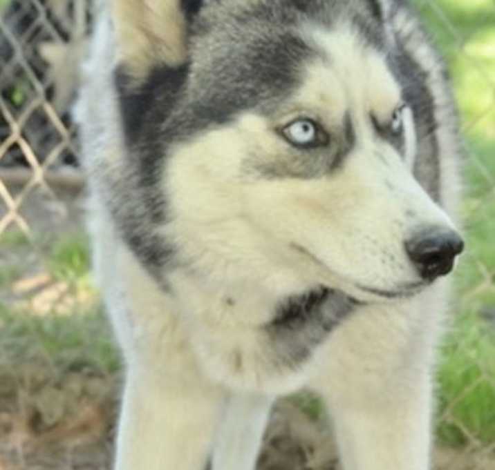Photo of Trace