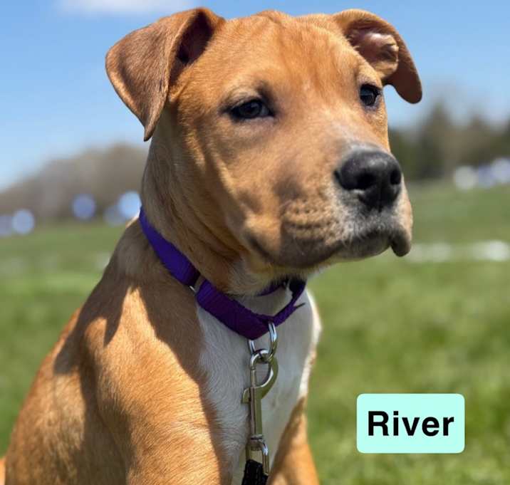 Photo of River
