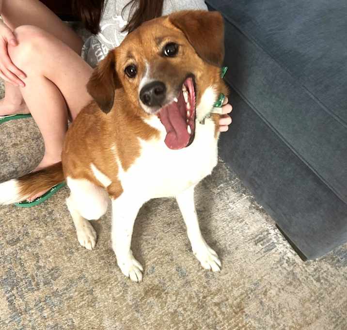 Photo of Benji