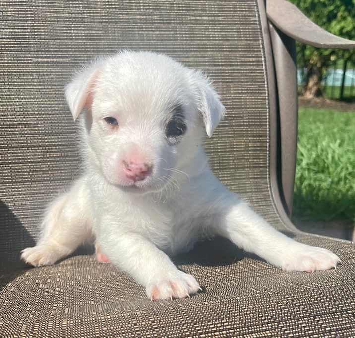 Photo of Mochi