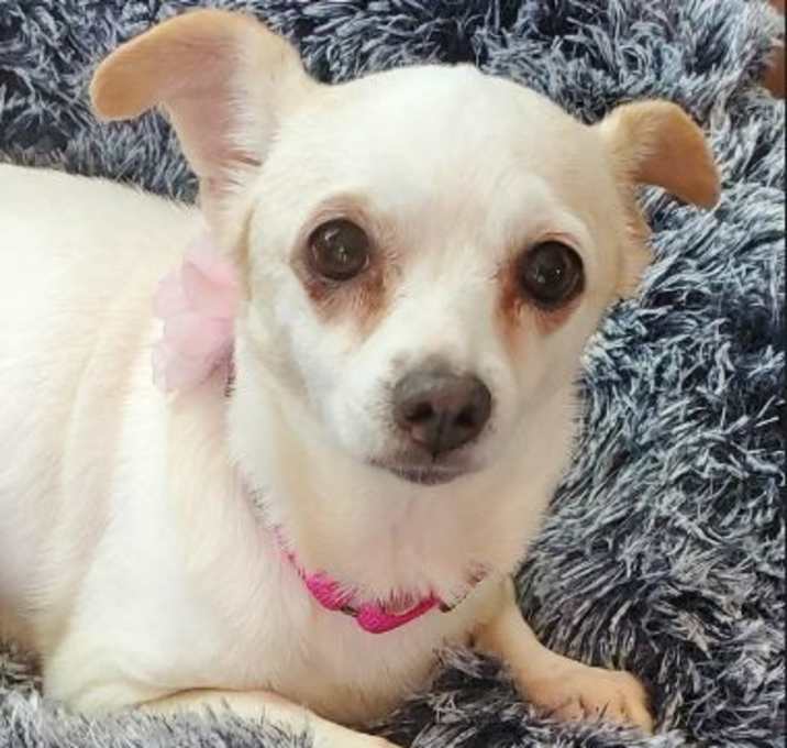 Photo of Poppy