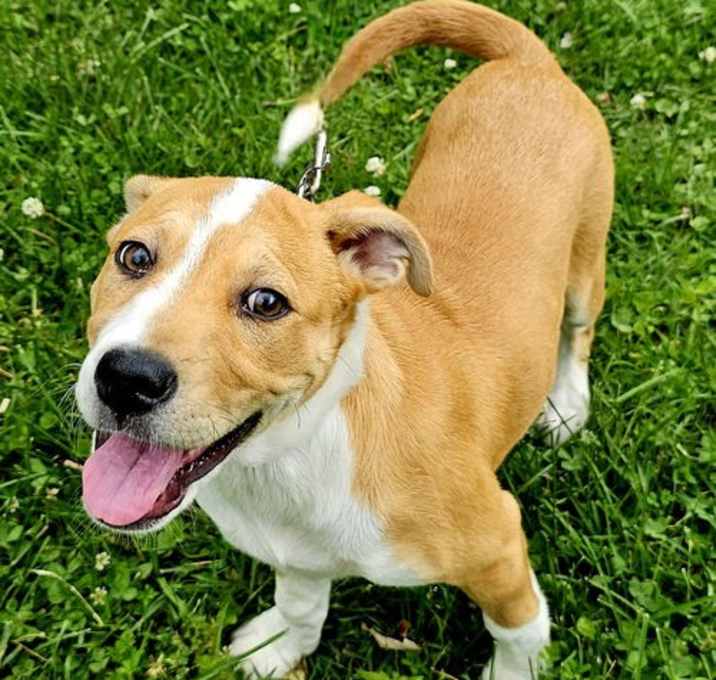 Photo of PUPPY GLORIA