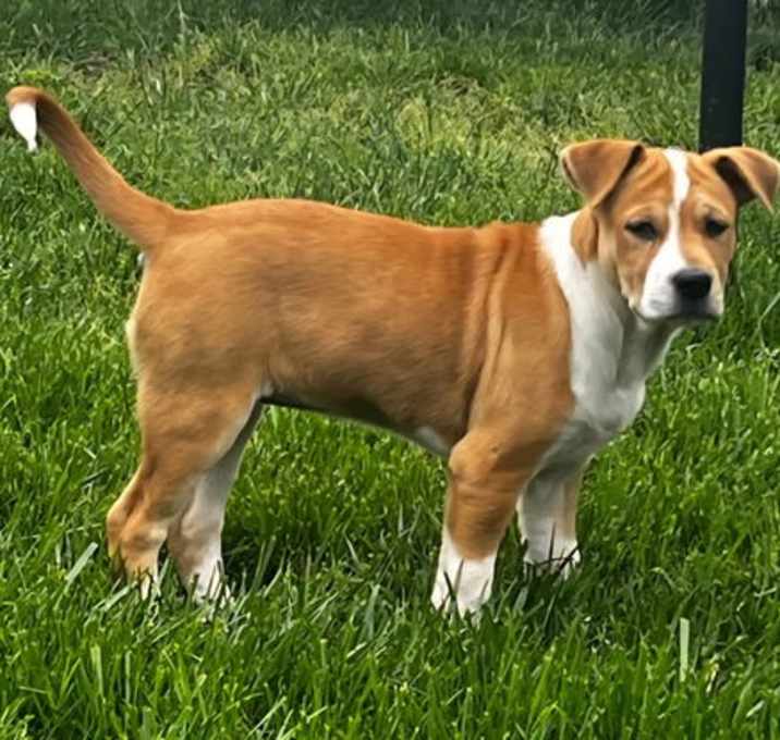 Photo of PUPPY GLORIA