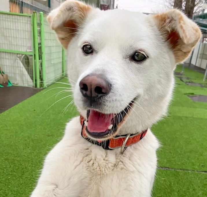 Photo of Sirius