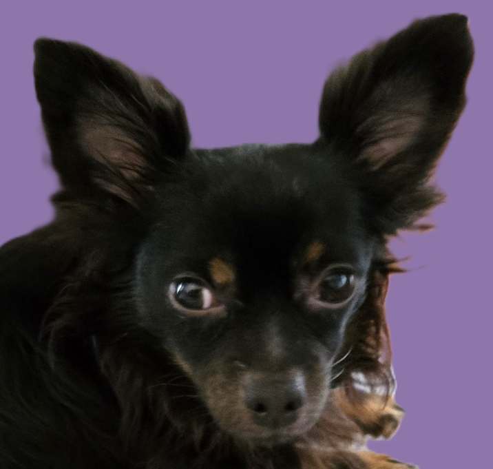 Photo of Sancho