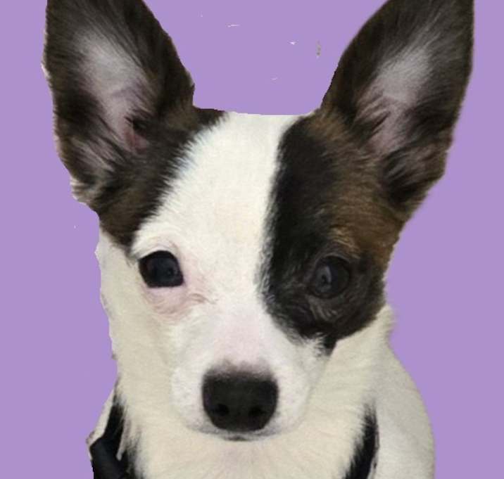Photo of Chico
