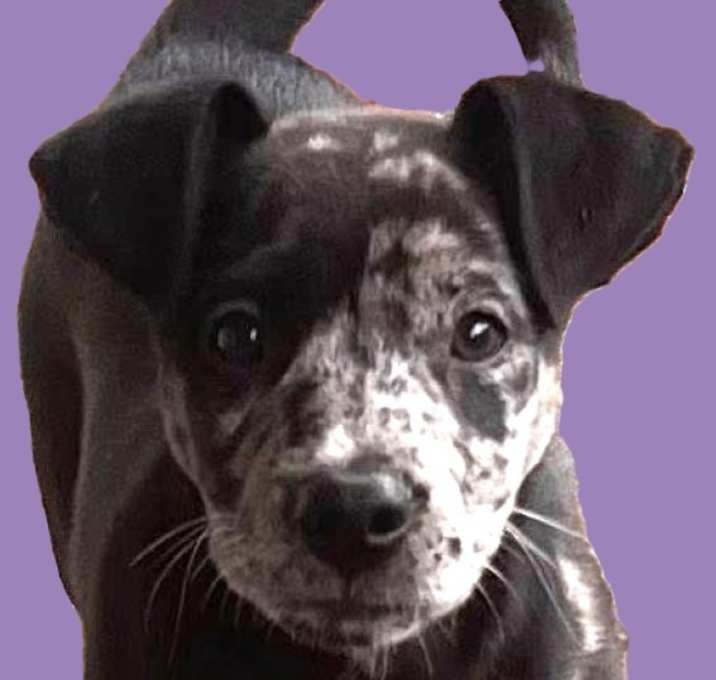 Photo of Kobe