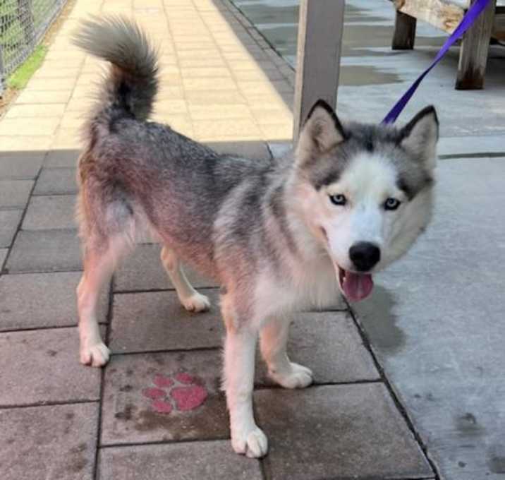 Photo of *VIXEN