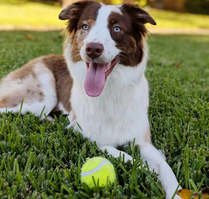 Photo of Harley