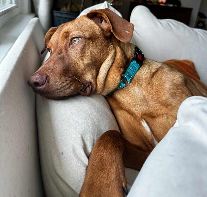 Photo of Frankie