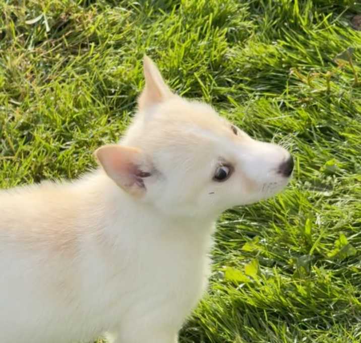 Photo of Snowball (Winter Litter Pups)