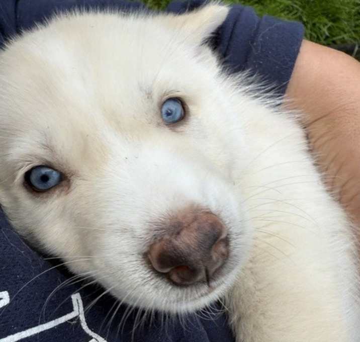 Photo of Snowflake (Winter litter Pups)