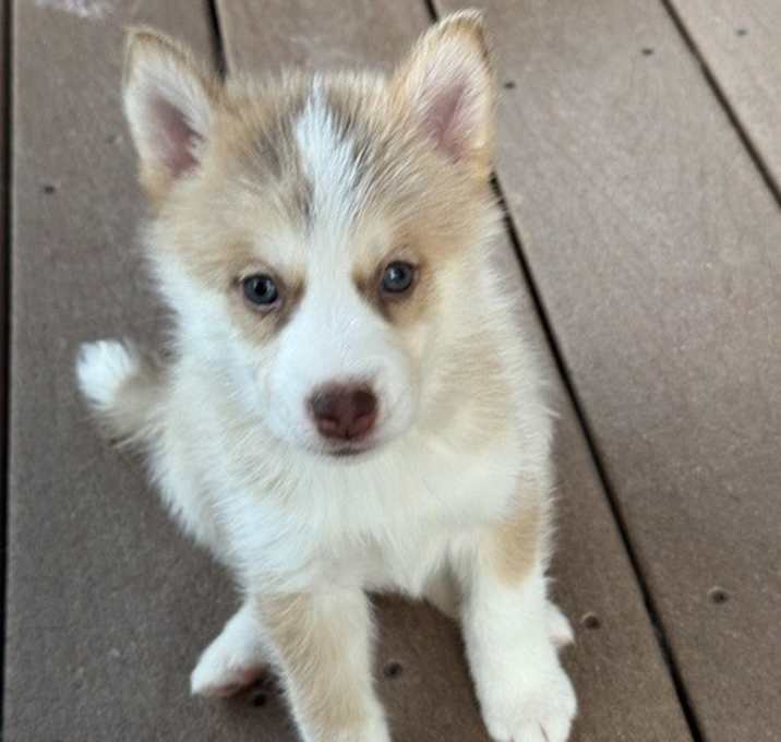 Photo of Icicle (Winter Litter Pups)