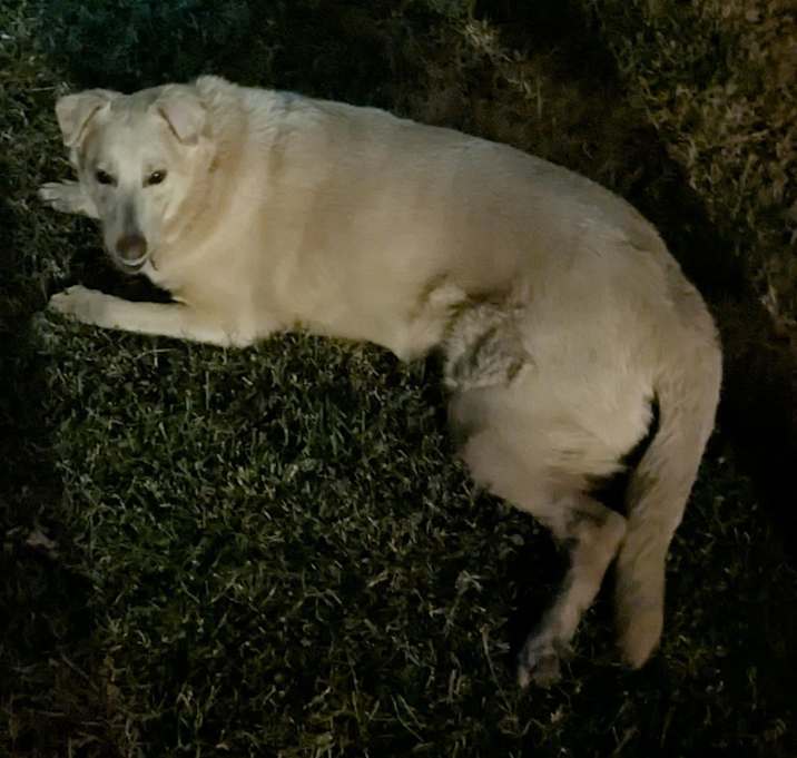 Photo of Nala