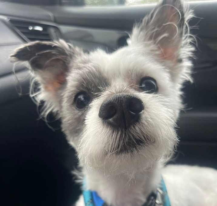 Photo of Biscuit