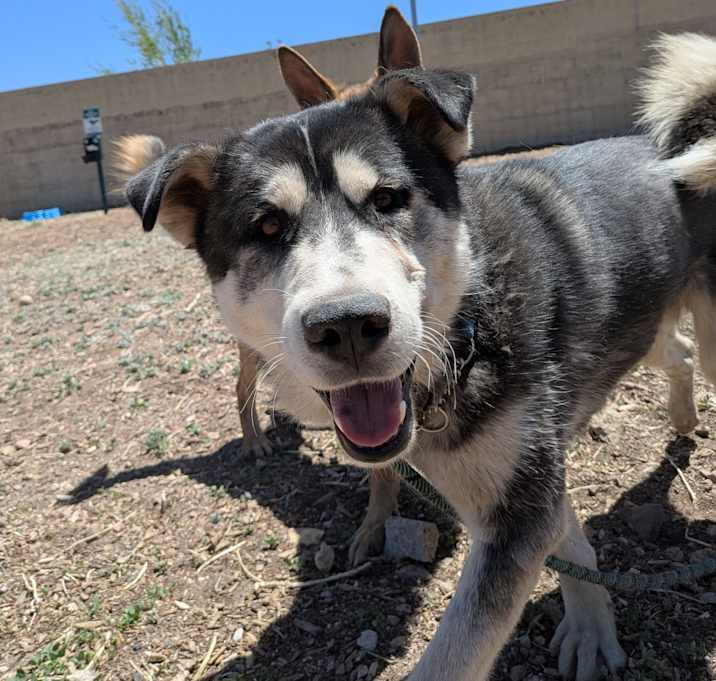 Photo of Oso - Pawsome Malamute Man! Adopt $50!