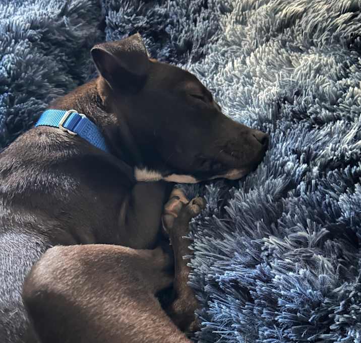 Photo of Ember