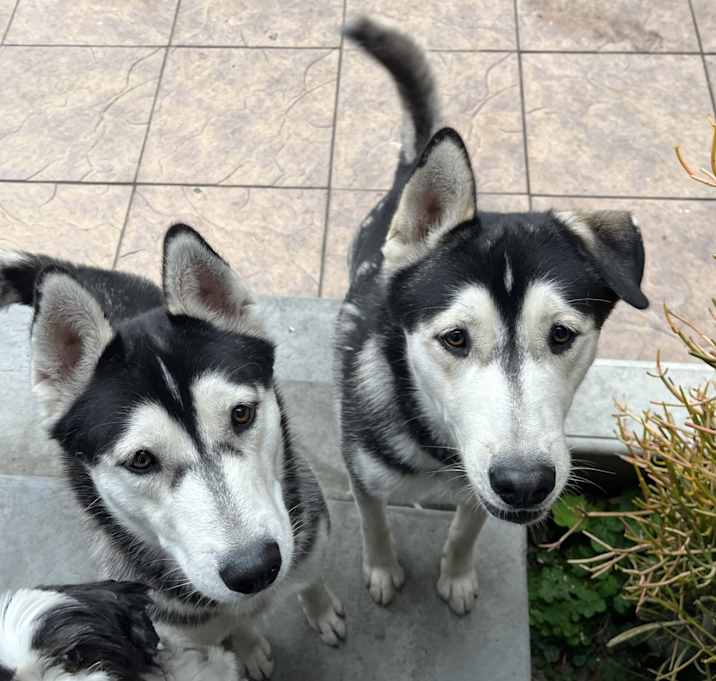 Photo of Juno & Dutch