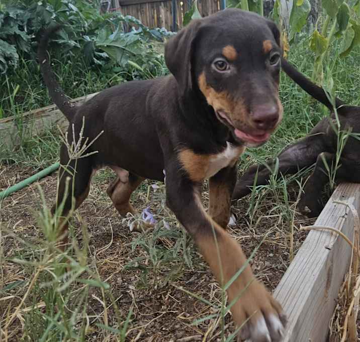 Photo of Ziggy