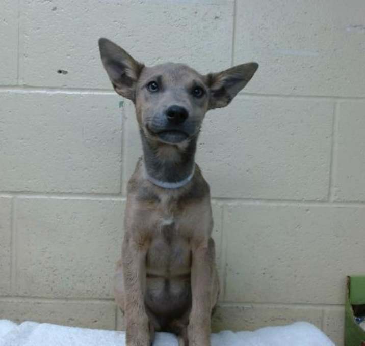 Photo of CHEDDAR
