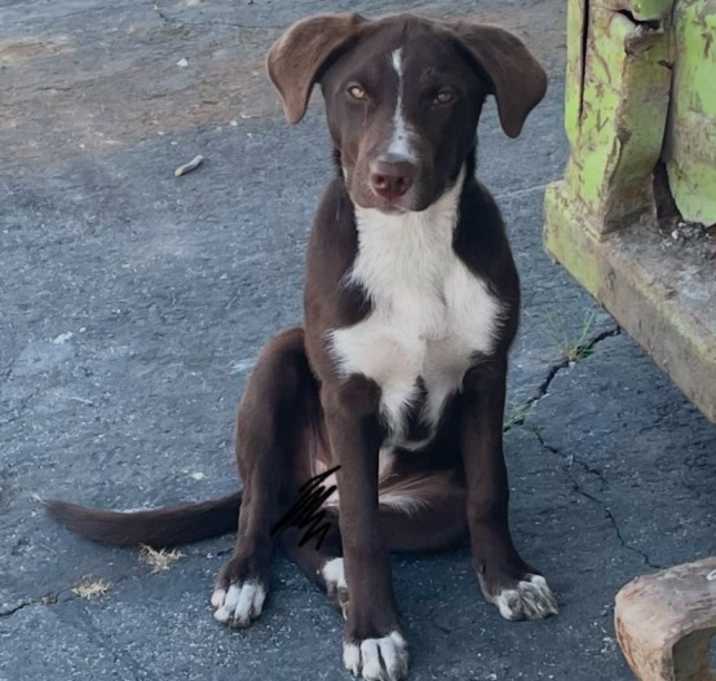 Photo of Coco
