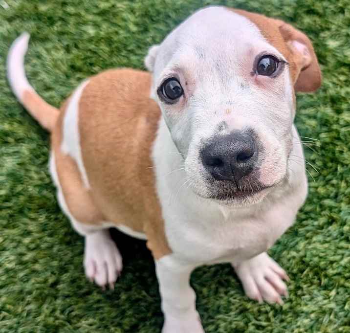 Photo of Shazam-Adorable Puppy!