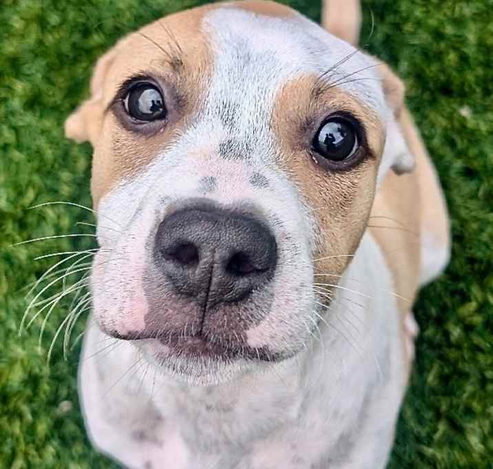 Photo of Spencer- Adorable Puppy!