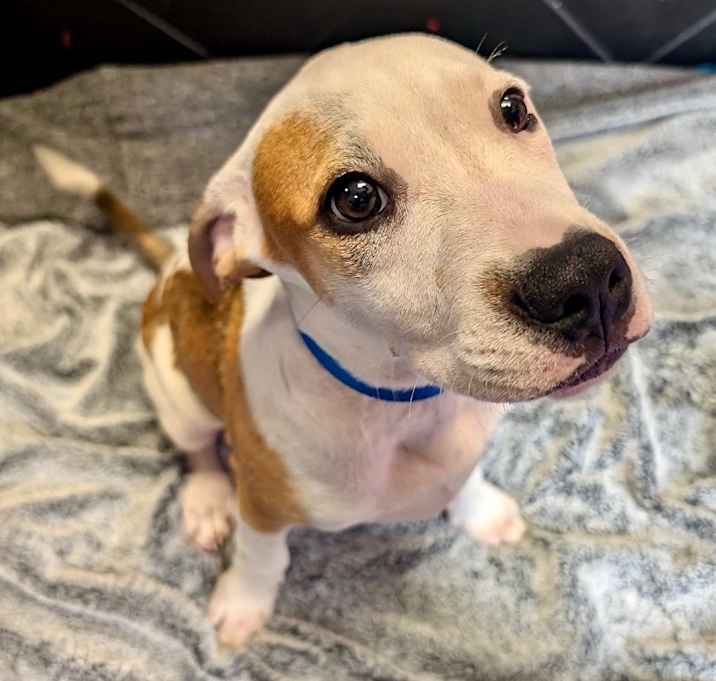 Photo of Sterling-Adorable guy!