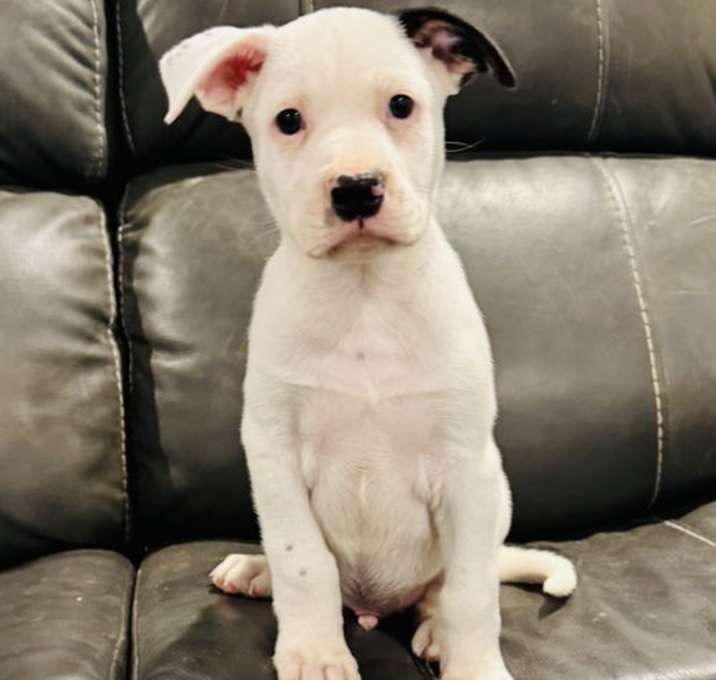 Photo of Ozzie