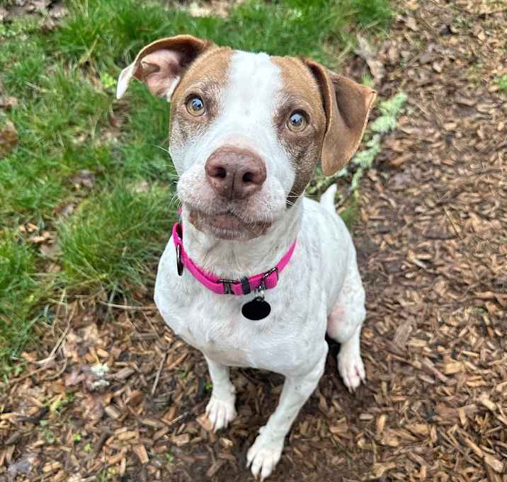 Photo of Daisy