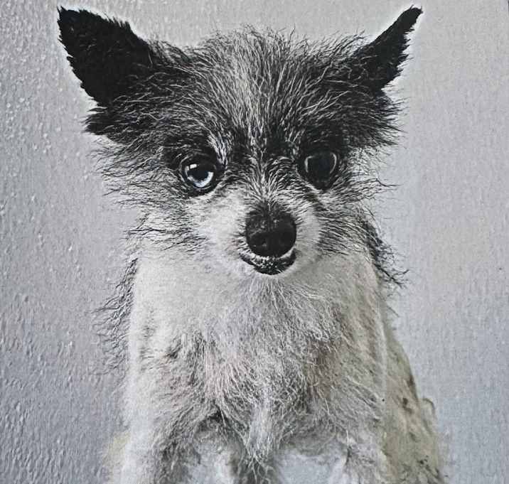 Photo of Nano