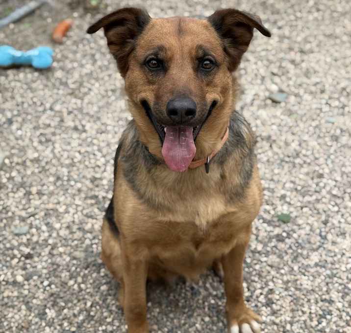Photo of Shadow