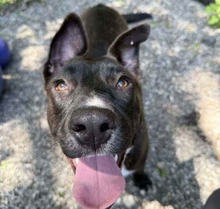 Photo of Sadie