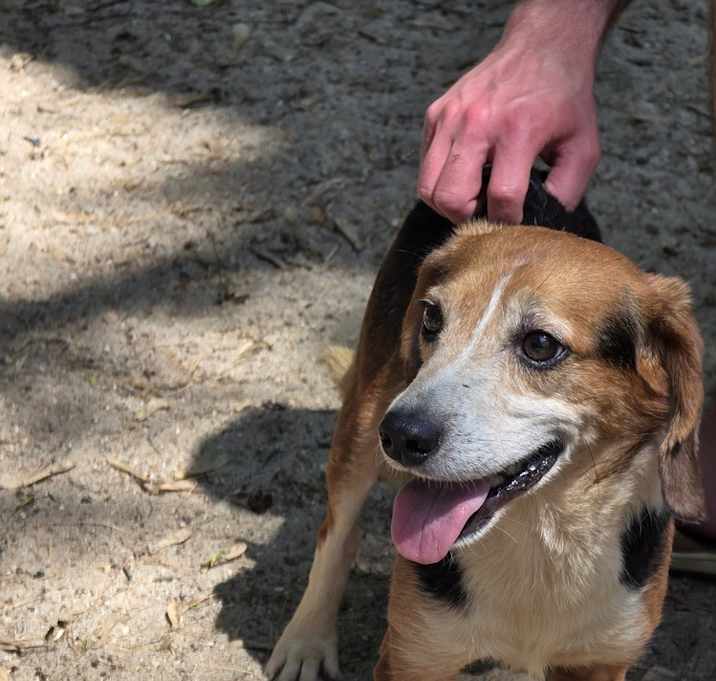 Photo of Ralphie - 25115